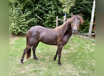 Weitere Ponys/Kleinpferde, Wallach, 4 Jahre, 118 cm, Dunkelfuchs