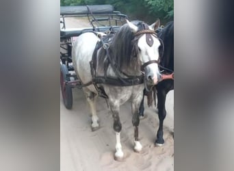 Weitere Ponys/Kleinpferde, Wallach, 4 Jahre, 120 cm, Apfelschimmel