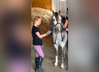 Weitere Ponys/Kleinpferde, Wallach, 4 Jahre, 120 cm, Apfelschimmel