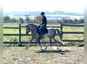 Weitere Ponys/Kleinpferde, Wallach, 4 Jahre, 120 cm, Apfelschimmel