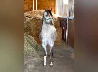 Weitere Ponys/Kleinpferde, Wallach, 4 Jahre, 120 cm, Apfelschimmel