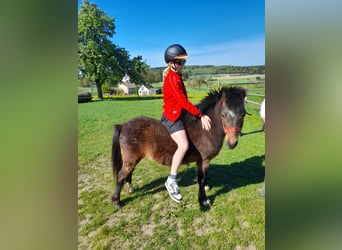 Weitere Ponys/Kleinpferde, Wallach, 4 Jahre, 120 cm, Brauner