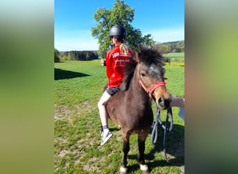 Weitere Ponys/Kleinpferde, Wallach, 4 Jahre, 120 cm, Brauner