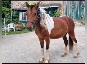Weitere Ponys/Kleinpferde Mix, Wallach, 4 Jahre, 120 cm, Schecke