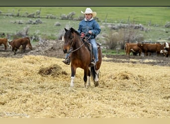Weitere Ponys/Kleinpferde, Wallach, 4 Jahre, 122 cm, Rotbrauner