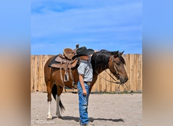 Weitere Ponys/Kleinpferde, Wallach, 4 Jahre, 122 cm, Rotbrauner