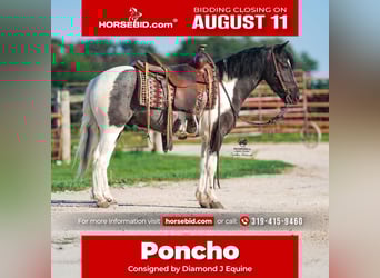 Weitere Ponys/Kleinpferde, Wallach, 4 Jahre, 122 cm