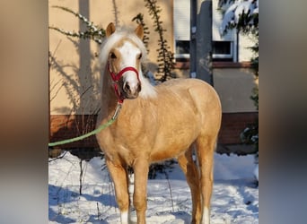 Weitere Ponys/Kleinpferde, Wallach, 4 Jahre, 123 cm, Palomino