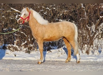 Weitere Ponys/Kleinpferde, Wallach, 4 Jahre, 123 cm, Palomino