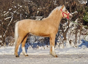 Weitere Ponys/Kleinpferde, Wallach, 4 Jahre, 123 cm, Palomino