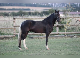 Weitere Ponys/Kleinpferde, Wallach, 4 Jahre, 125 cm, Rappe