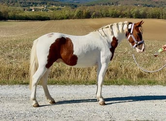 Weitere Ponys/Kleinpferde, Wallach, 4 Jahre, 127 cm, Schecke