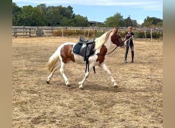Weitere Ponys/Kleinpferde, Wallach, 4 Jahre, 127 cm, Schecke