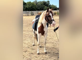 Weitere Ponys/Kleinpferde, Wallach, 4 Jahre, 127 cm, Schecke