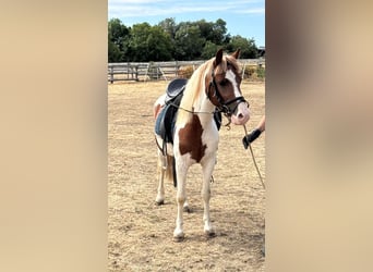 Weitere Ponys/Kleinpferde, Wallach, 4 Jahre, 127 cm, Schecke