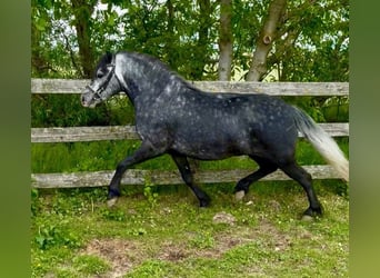 Weitere Ponys/Kleinpferde, Wallach, 4 Jahre, 130 cm, Apfelschimmel