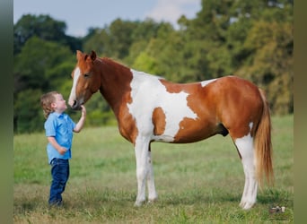 Weitere Ponys/Kleinpferde, Wallach, 4 Jahre, 132 cm, Schecke