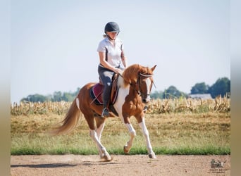 Weitere Ponys/Kleinpferde, Wallach, 4 Jahre, 132 cm, Schecke