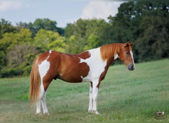 Weitere Ponys/Kleinpferde, Wallach, 4 Jahre, 132 cm, Schecke