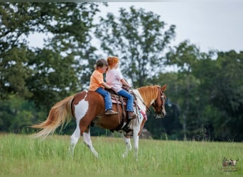 Weitere Ponys/Kleinpferde, Wallach, 4 Jahre, 132 cm, Schecke