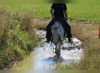 Weitere Ponys/Kleinpferde, Wallach, 4 Jahre, 132 cm, Schimmel