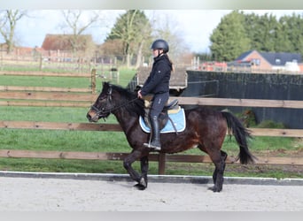 Weitere Ponys/Kleinpferde, Wallach, 4 Jahre, 133 cm, Brauner