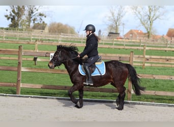 Weitere Ponys/Kleinpferde, Wallach, 4 Jahre, 133 cm, Brauner