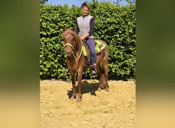 Weitere Ponys/Kleinpferde, Wallach, 4 Jahre, 133 cm, Fuchs