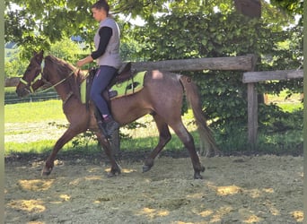 Weitere Ponys/Kleinpferde, Wallach, 4 Jahre, 133 cm, Fuchs