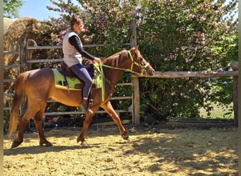 Weitere Ponys/Kleinpferde, Wallach, 4 Jahre, 133 cm, Fuchs