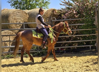 Weitere Ponys/Kleinpferde, Wallach, 4 Jahre, 133 cm, Fuchs