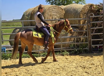 Weitere Ponys/Kleinpferde, Wallach, 4 Jahre, 133 cm, Fuchs
