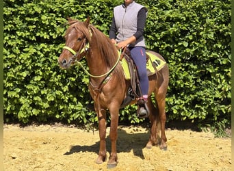 Weitere Ponys/Kleinpferde, Wallach, 4 Jahre, 133 cm, Fuchs