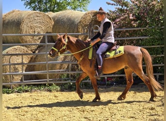 Weitere Ponys/Kleinpferde, Wallach, 4 Jahre, 133 cm, Fuchs