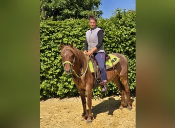 Weitere Ponys/Kleinpferde, Wallach, 4 Jahre, 133 cm, Fuchs