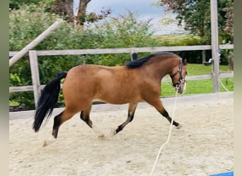 Weitere Ponys/Kleinpferde, Wallach, 4 Jahre, 134 cm, Brauner