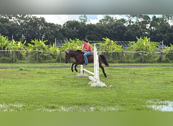 Weitere Ponys/Kleinpferde, Wallach, 4 Jahre, 135 cm, Rotbrauner