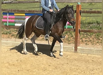 Weitere Ponys/Kleinpferde, Wallach, 4 Jahre, 135 cm, Schecke