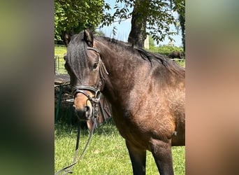 Weitere Ponys/Kleinpferde, Wallach, 4 Jahre, 135 cm, Schecke