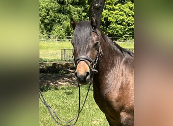 Weitere Ponys/Kleinpferde, Wallach, 4 Jahre, 135 cm, Schecke
