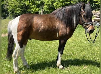 Weitere Ponys/Kleinpferde, Wallach, 4 Jahre, 135 cm, Schecke
