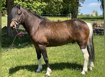 Weitere Ponys/Kleinpferde, Wallach, 4 Jahre, 135 cm, Schecke