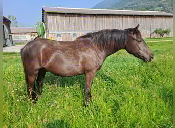 Weitere Ponys/Kleinpferde, Wallach, 4 Jahre, 136 cm, Rappe