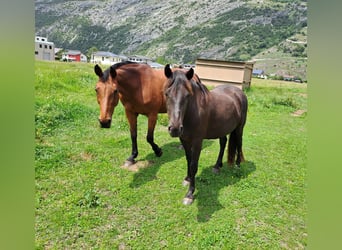 Weitere Ponys/Kleinpferde, Wallach, 4 Jahre, 136 cm, Rappe