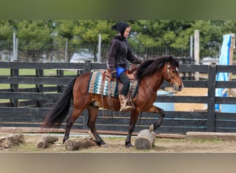 Weitere Ponys/Kleinpferde, Wallach, 4 Jahre, 137 cm, Rotbrauner