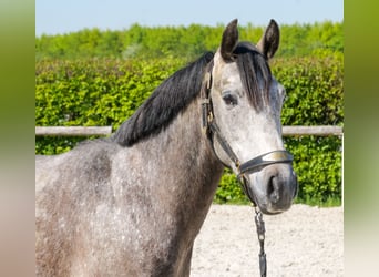 Weitere Ponys/Kleinpferde, Wallach, 4 Jahre, 138 cm, Schimmel