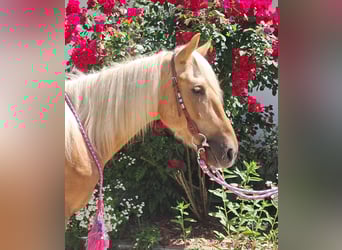 Weitere Ponys/Kleinpferde, Wallach, 4 Jahre, 140 cm, Palomino