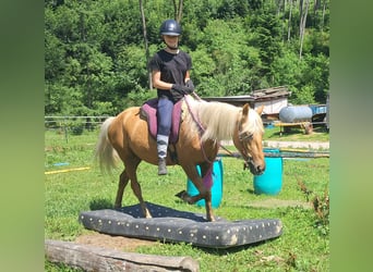 Weitere Ponys/Kleinpferde, Wallach, 4 Jahre, 140 cm, Palomino
