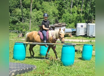 Weitere Ponys/Kleinpferde, Wallach, 4 Jahre, 140 cm, Palomino