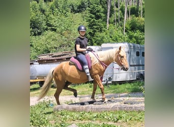 Weitere Ponys/Kleinpferde, Wallach, 4 Jahre, 140 cm, Palomino